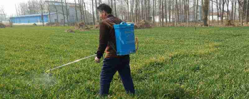 小麦几叶一心可以打除草剂(小麦除草剂打多了一倍)